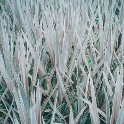 Cordyline Midnight Star