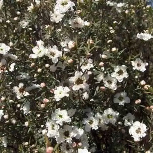 Leptospermum Scoparium