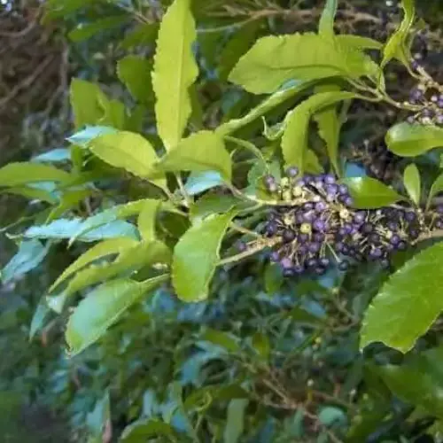 Melicytus Ramiflorus