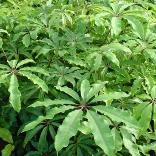 Schefflera Digitata