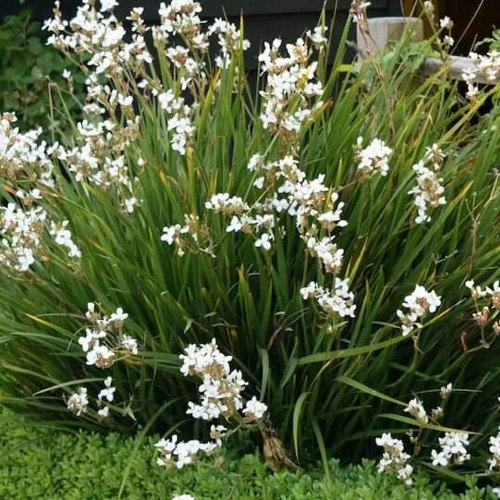 Libertia Grandiflora