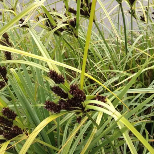 Cyperus Ustulus