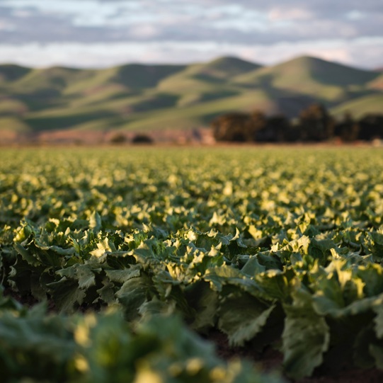 Field Trials - Leafy Greens thumbnail