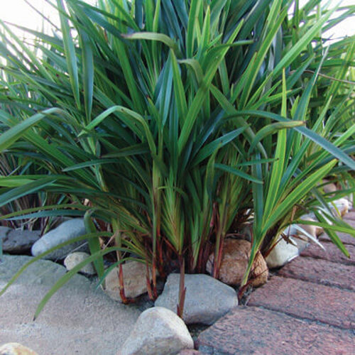 Dianella King Alfred