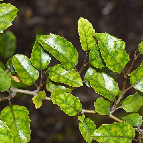 Carpodetus Serratus (Marble leaf)
