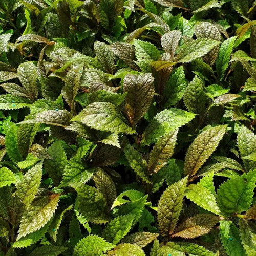 Elatostema Rugosum