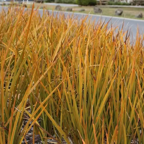 Libertia Peregrinans
