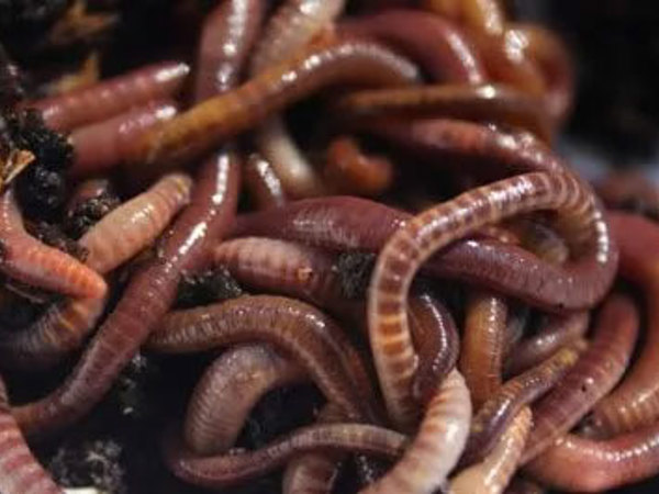 The power of vermiculture thumbnail