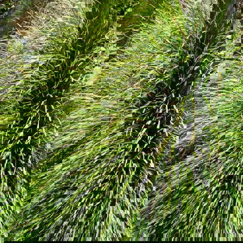 Carex Dissita