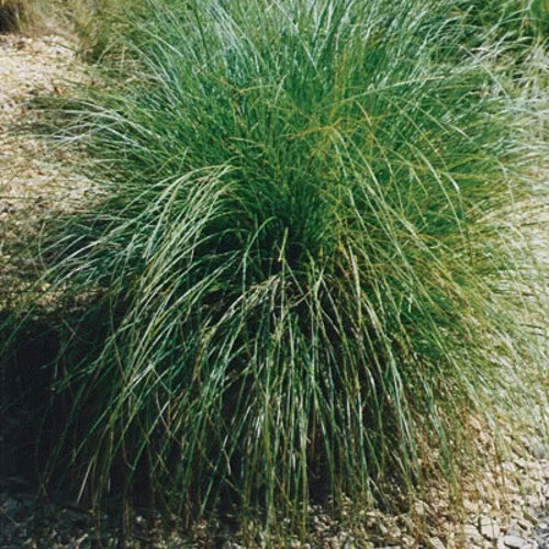 Carex Secta