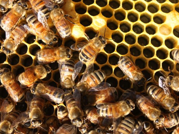 Arataki Honey Visitor Centre - 2