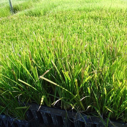 Carex Maorica