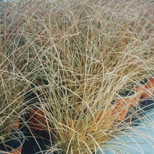 Carex Tenuiculmis