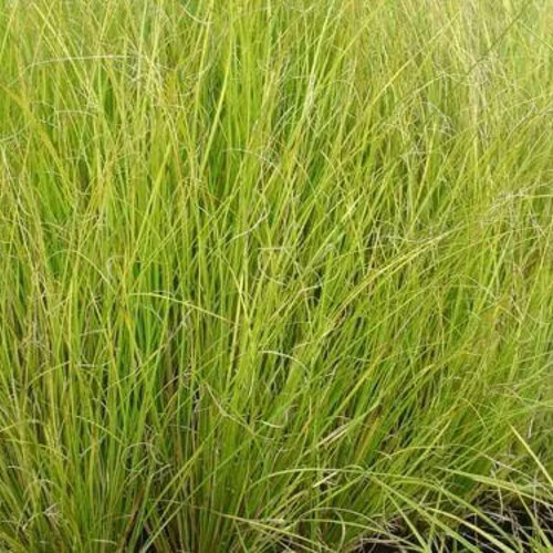Carex Dispacea