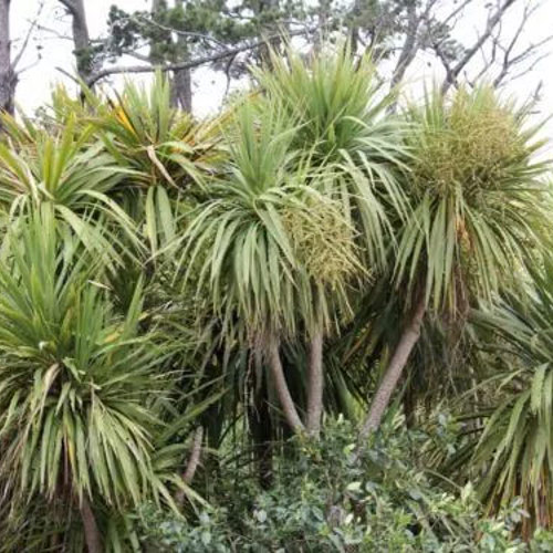 Cordyline Australis (Cabbage Tree)