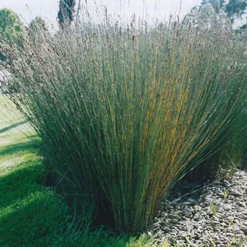 Apodasmia Similis (Oioi)