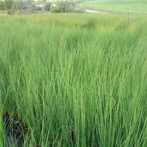 Juncus Gregiflorus