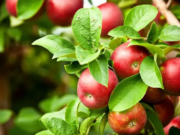 Top Trends from New Zealand’s Leading Food & Beverage Manufacturing Trade Show, Foodtech Packtech 2021
