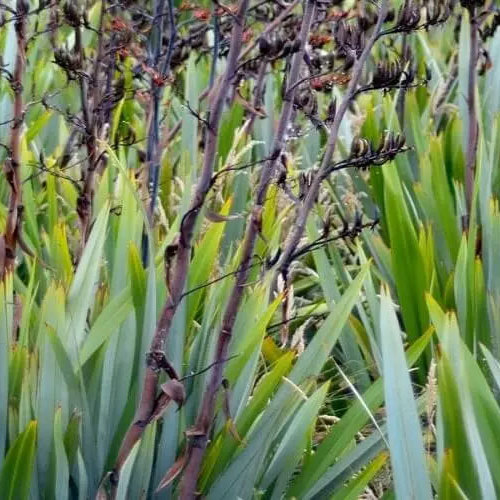 Phormium Tenax