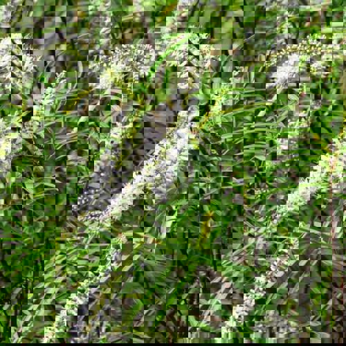 Hebe Stricta