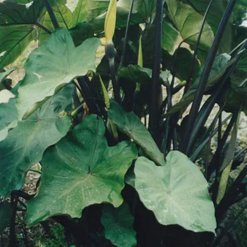 Alocasia Nigrescens (Black Taro)