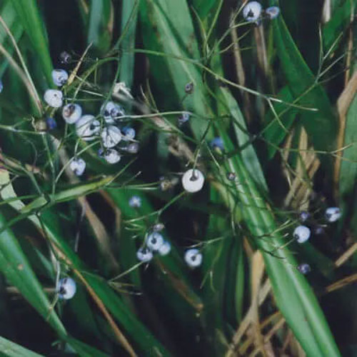 Dianella Nigra