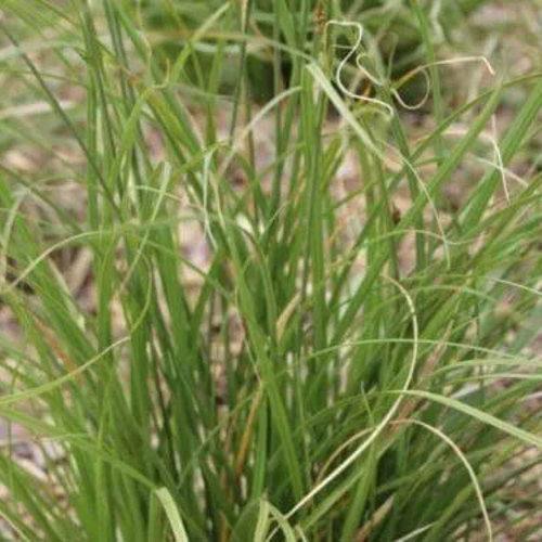 Carex Virgata