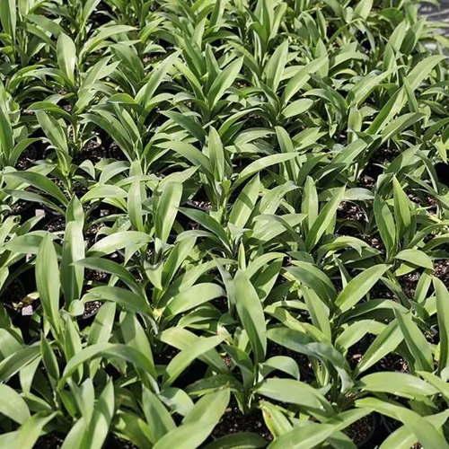 Arthropodium Cirratum (Rengarenga Lily)