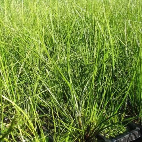 Baumea Teretifolia