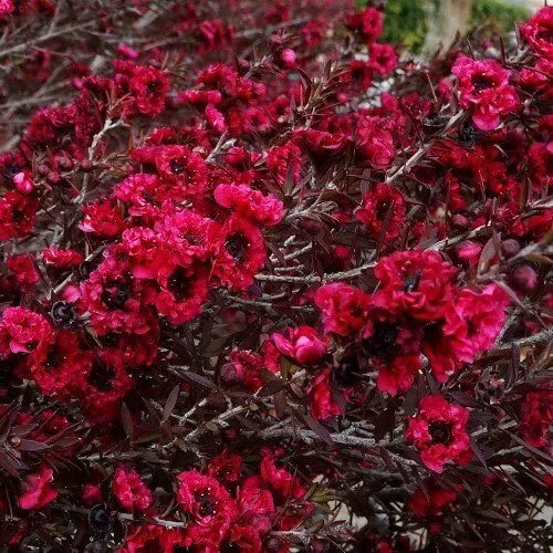 Leptospermum Burgundy Queen (Flowering Ti Tree)