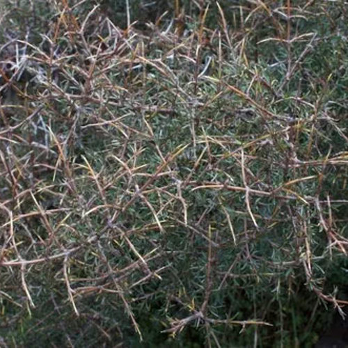 Coprosma Rugosa