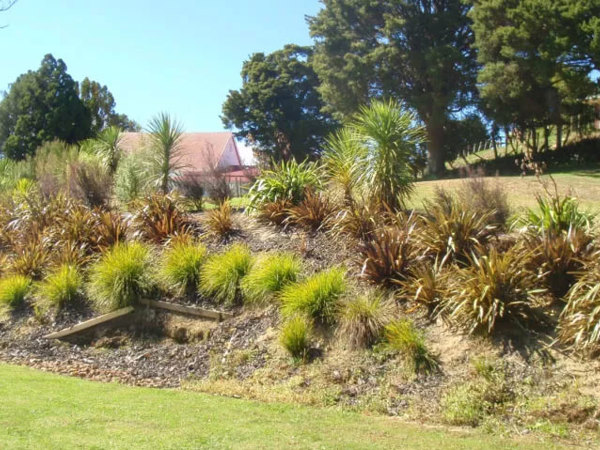 What should you plant around your passive sewage system? thumbnail