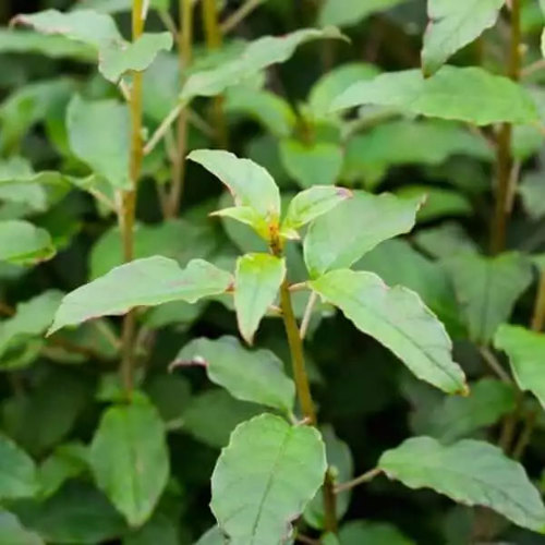 Fuchsia Excorticate