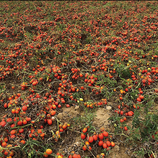 Field Trials - Tomatoes thumbnail