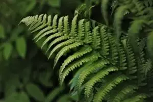 Environmental Compliance