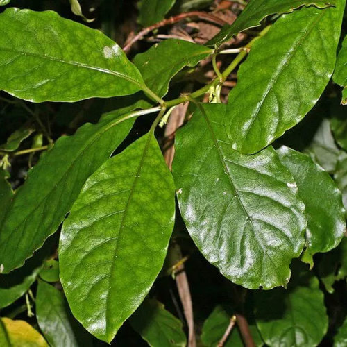 Coprosma Grandfolia