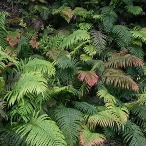 Blechnum Novae Zealandiae